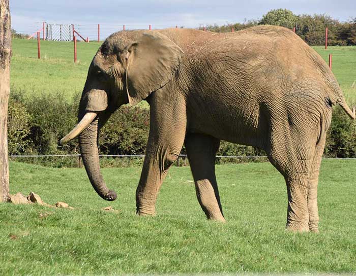 Home Elephant the King